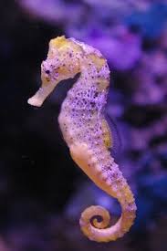 sea horse